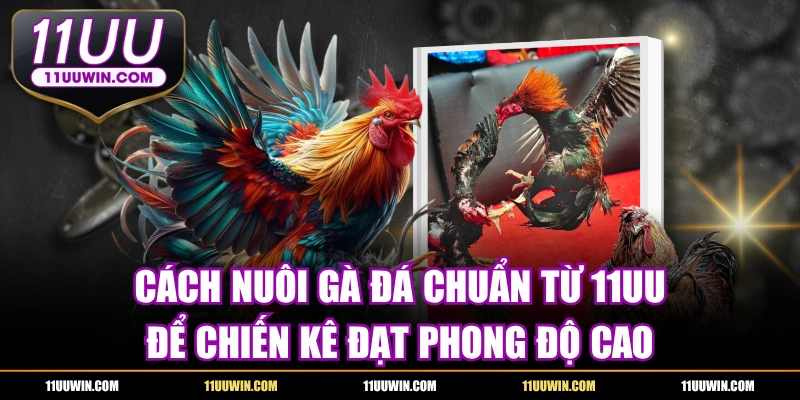Cách Nuôi Gà Đá Từ 11UU Để Chiến Kê Đạt Phong Độ Cao