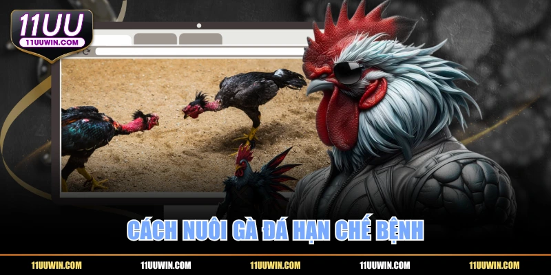 Cách nuôi gà đá hạn chế bệnh