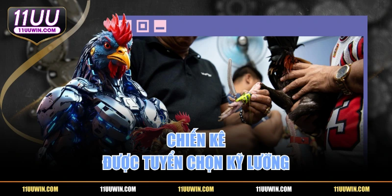 Chiến kê được tuyển chọn kỹ lưỡng