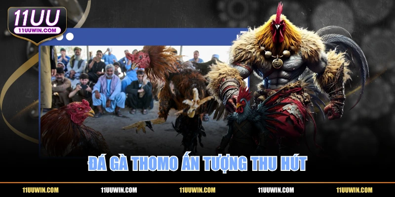 Đá gà Thomo ấn tượng thu hút